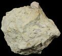 Blastoid (Pentremites) Fossil - Illinois #48663-1